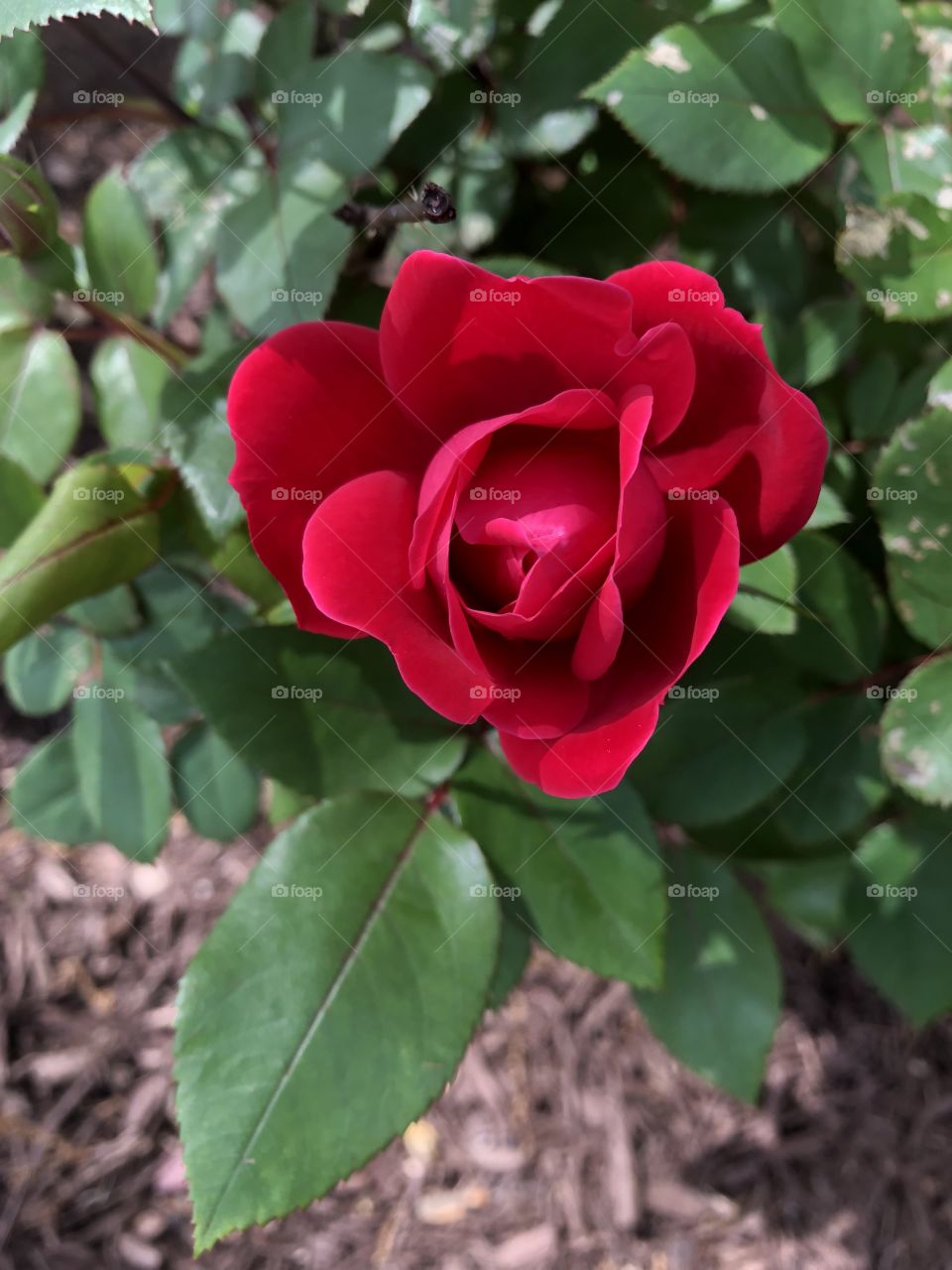 Red rose from an ornamental landscape planting. 
