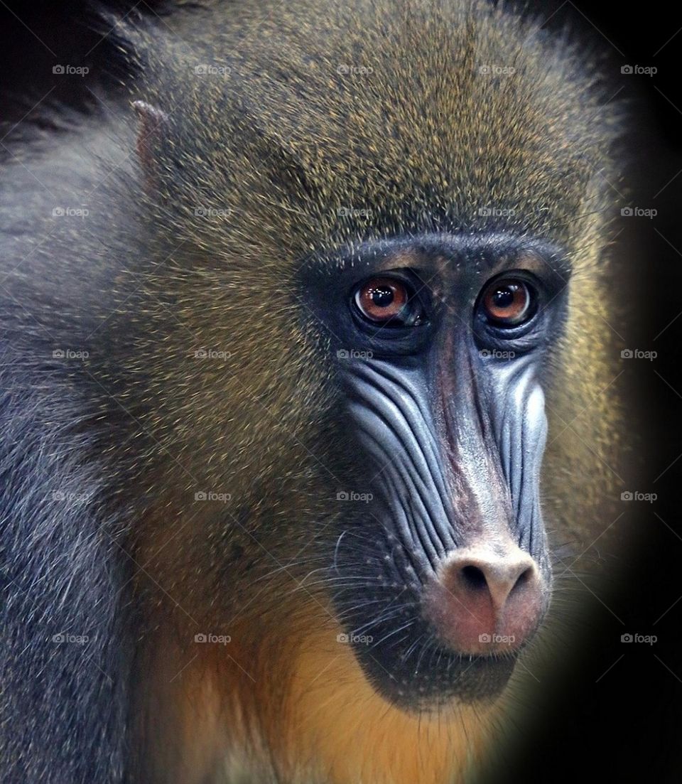 This mandrill is a very useful animal, had to wait a click with great difficulty