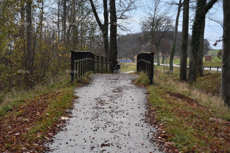 Landscape, Tree, Road, Wood, Fall