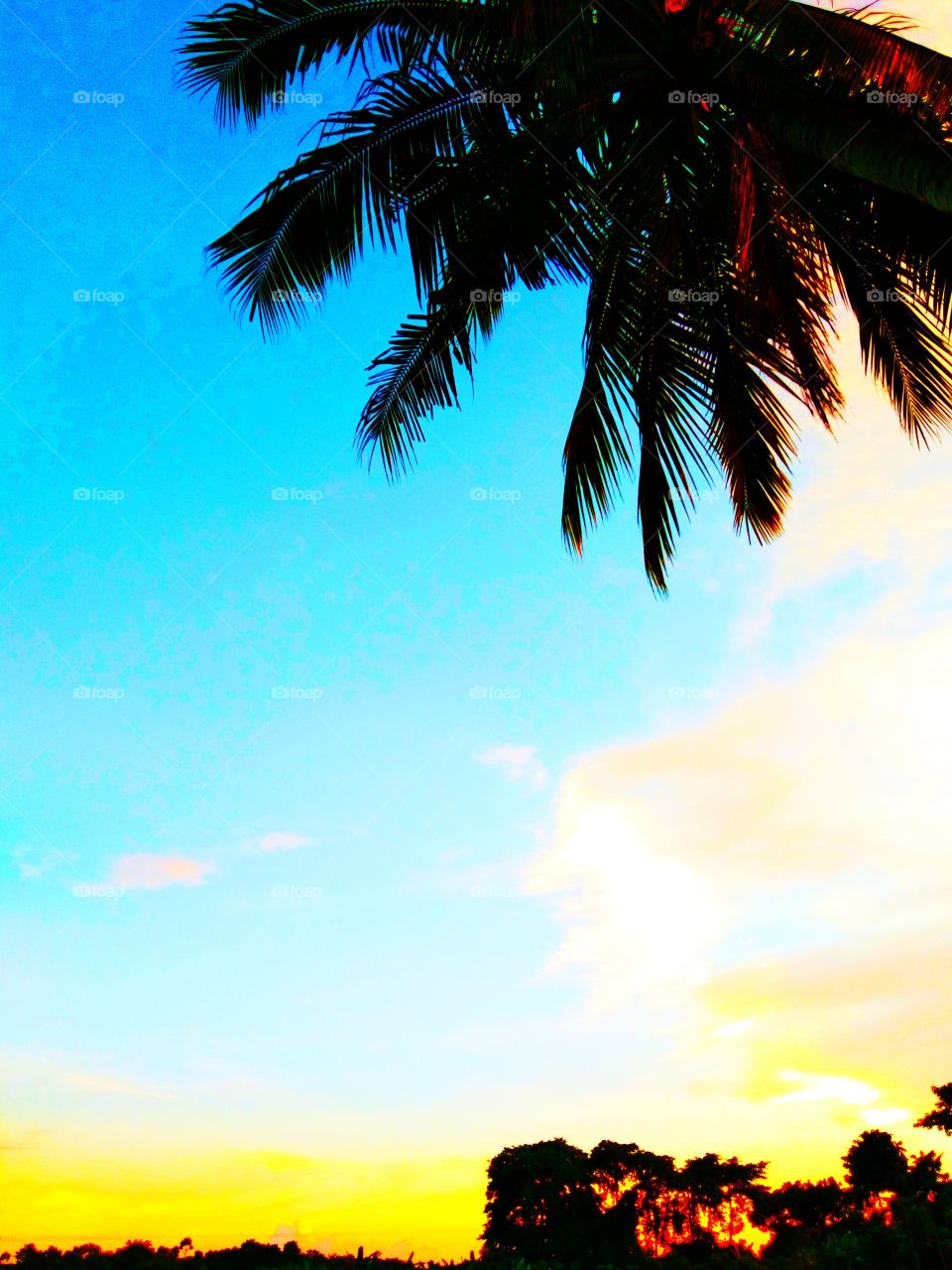 A Very Beautiful Evening Time Nature, With Coconut Tree.