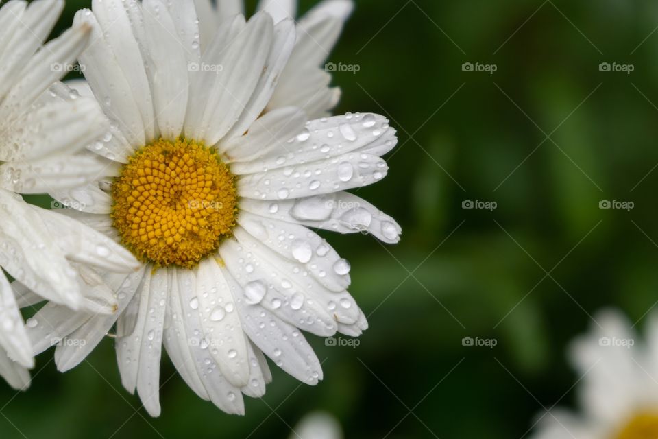 daisy flower covered with raindrops