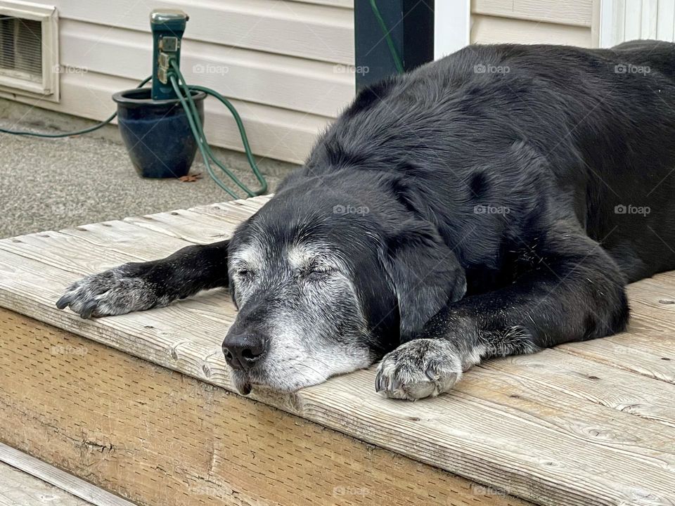 Old dog sleeping on the wooden porch 