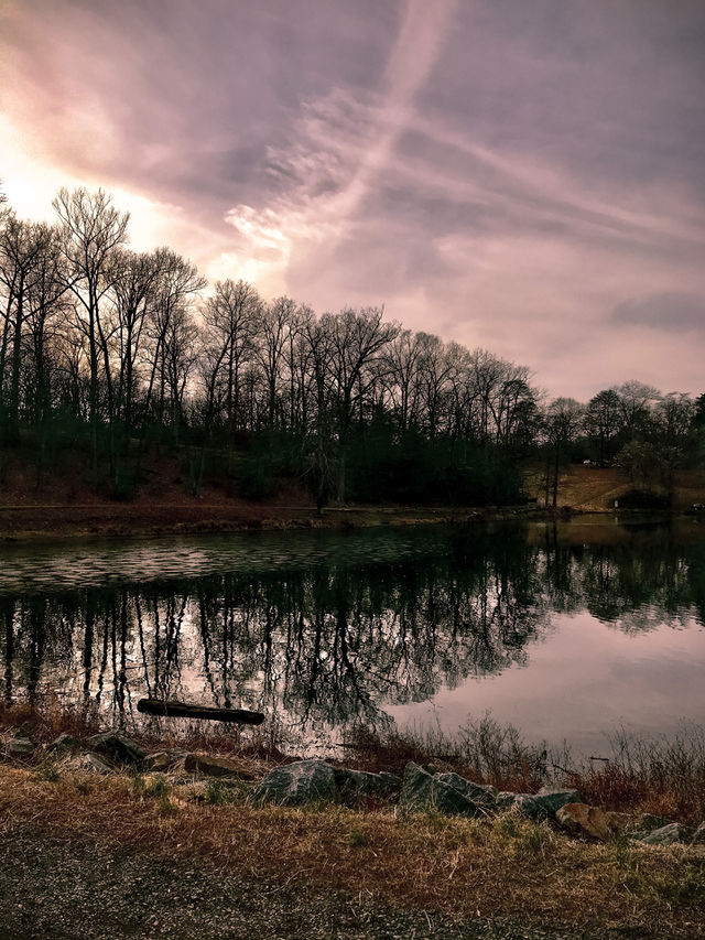 Reflection of trees