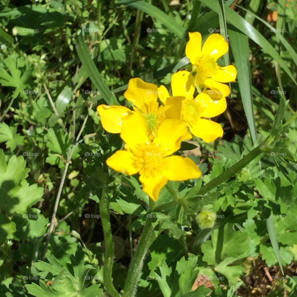 Yellow wild flower