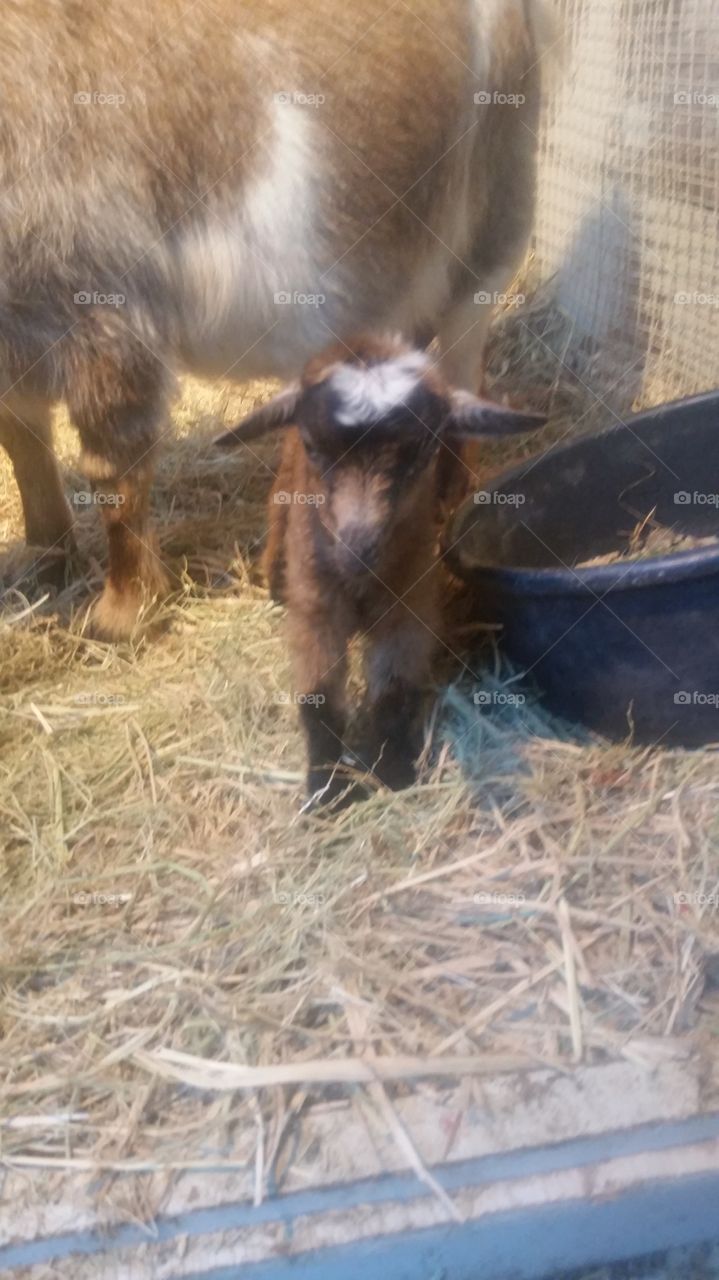 Baby Goat - First Steps!!
