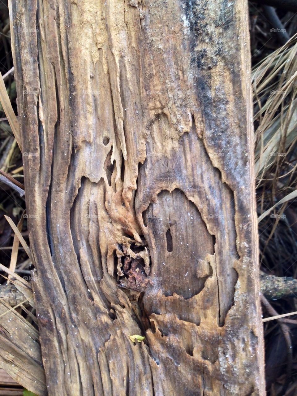 nature wood tree forest by guilherme.degani