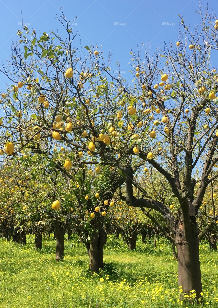 Lemontree. Trädgård i Sorrento