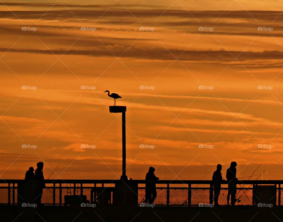 Men fishing on the pier during a magnificent sunset, while a great blue heron sits on the light post waiting for a treat 