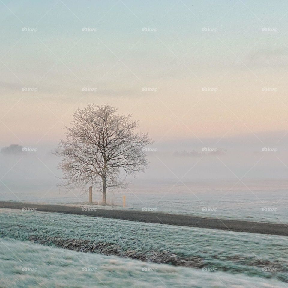 A lonely tree on a foggy frosty morning. Picture taken from the car. The Netherlands 