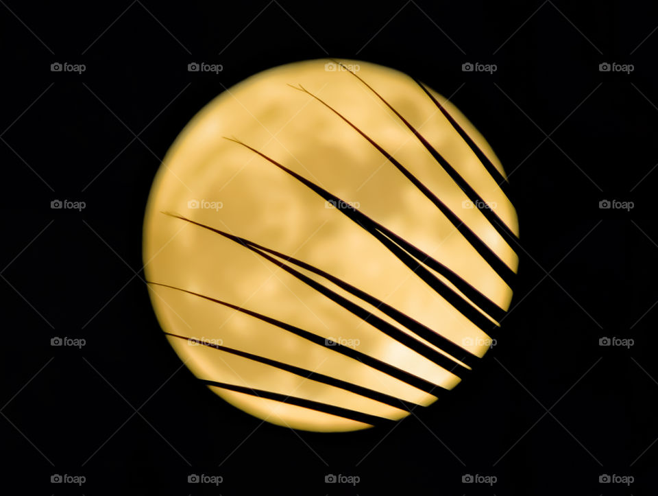 midnight moon through some leafs