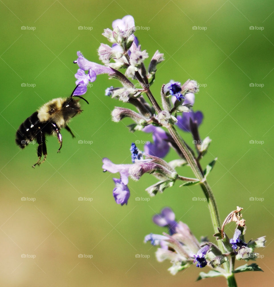 nature flower close flight by delvec