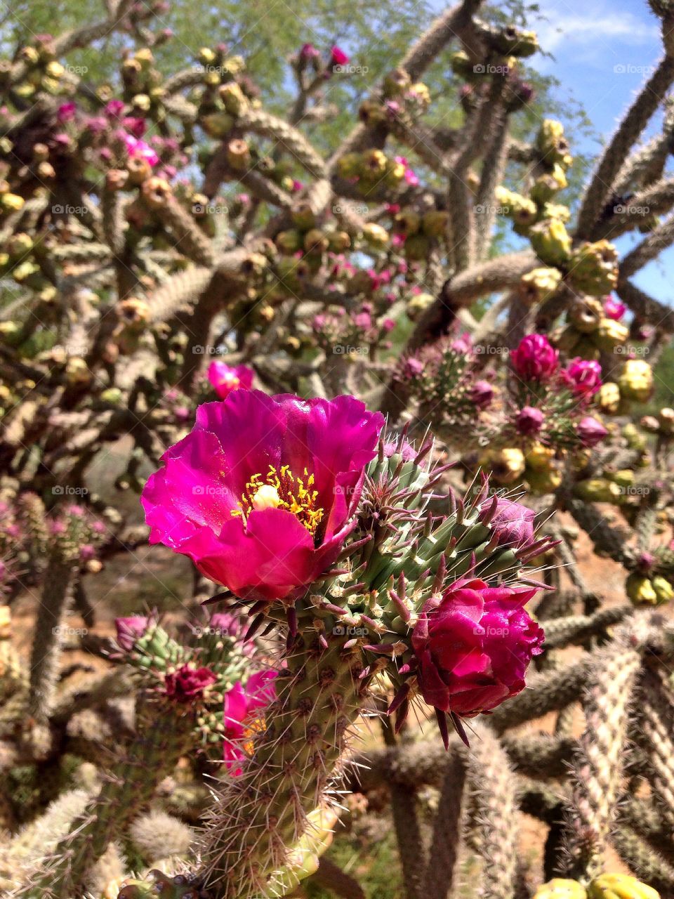 Desert blossom. Cactus flower in bloom 