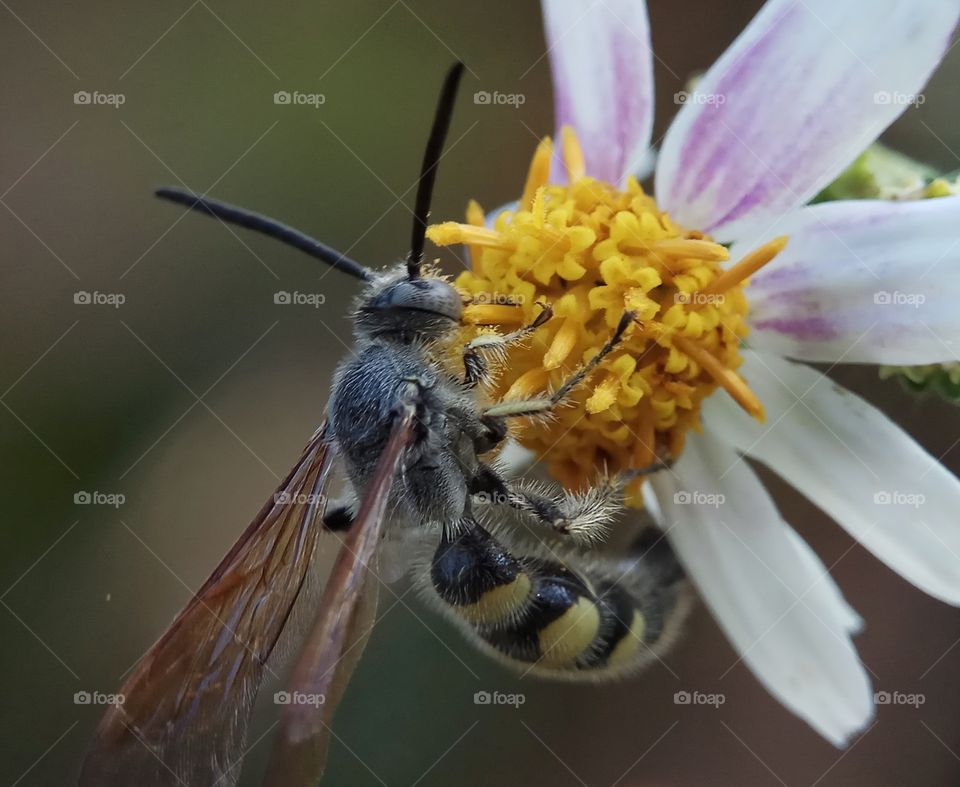 Bee and Flower
