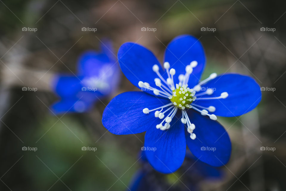 Single blue flower