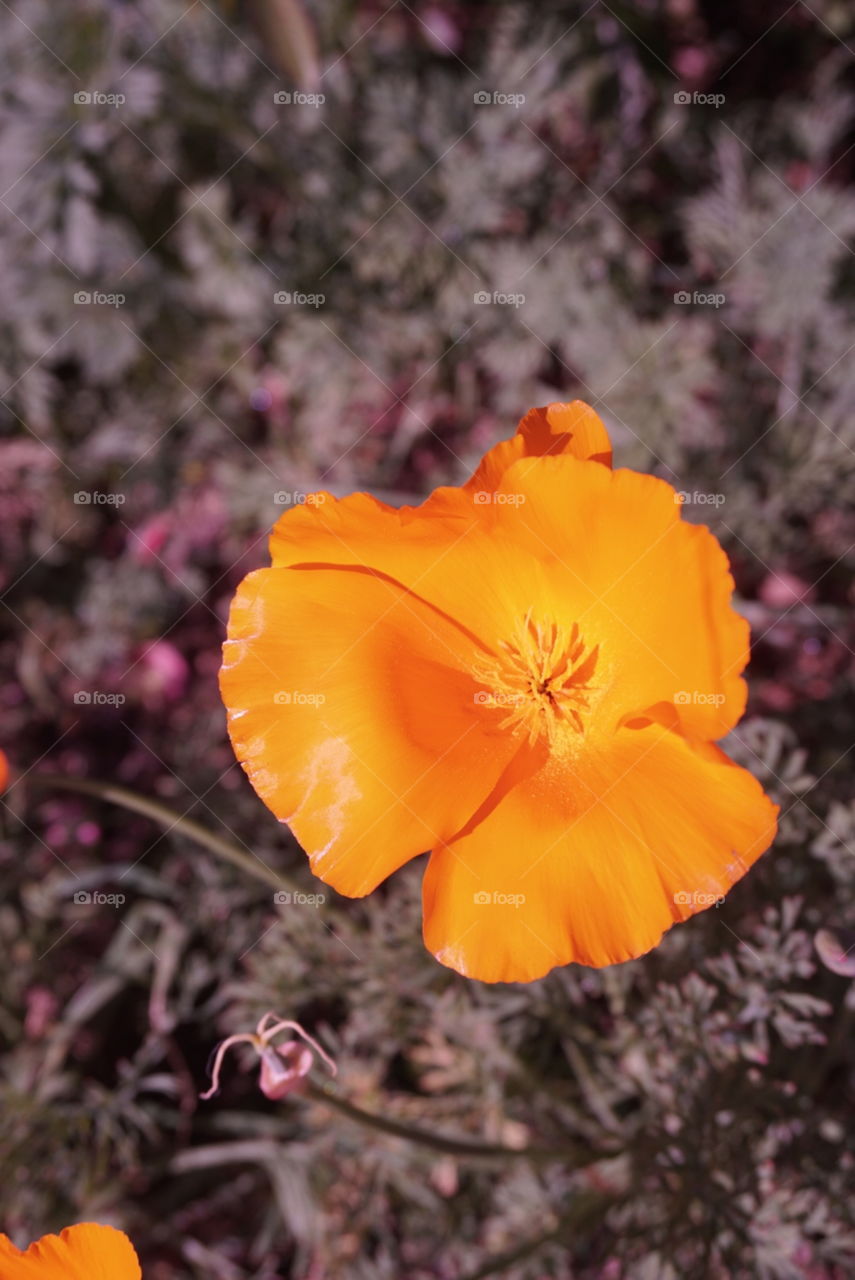 Poppy 
Springs 
California Flower