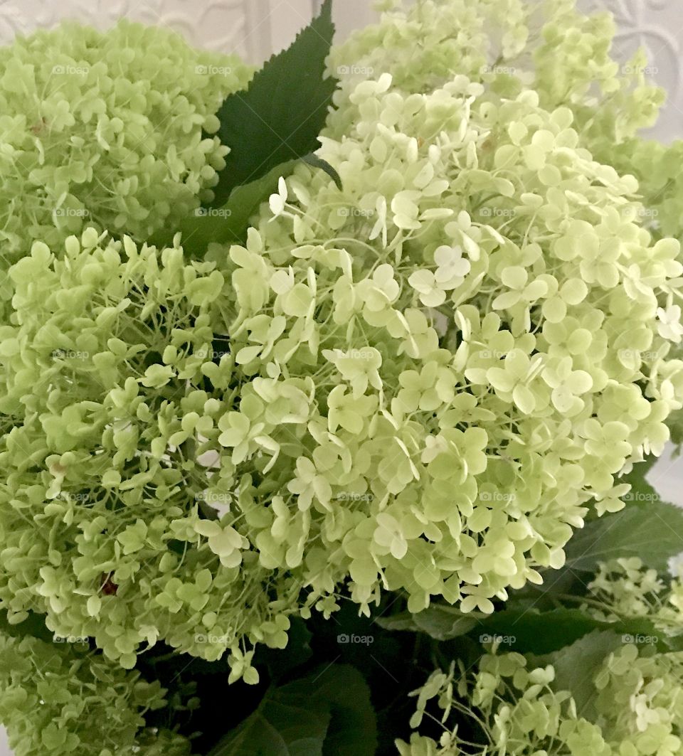 Annabel hydrangea 