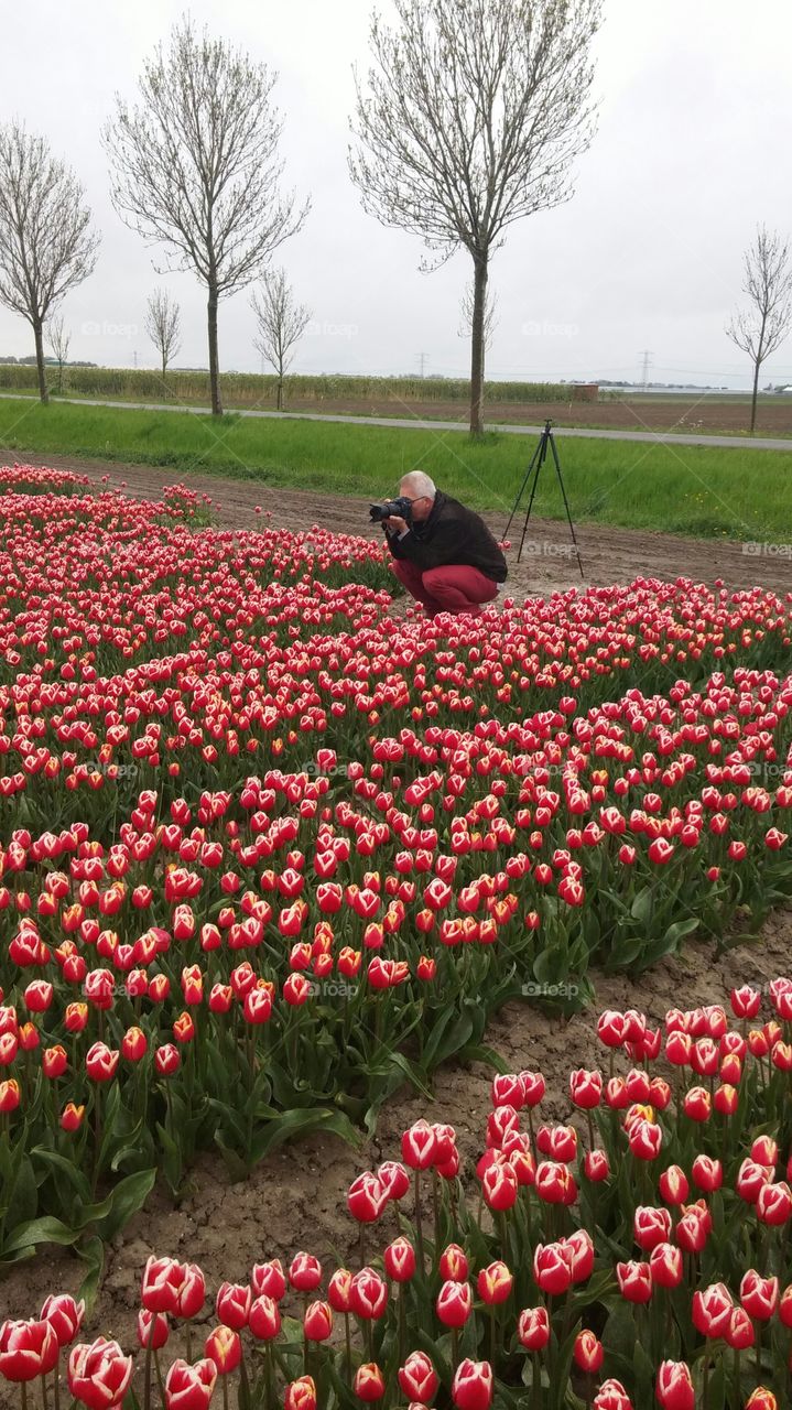 man making photos in tulip field . adult man taking photos in Pink tulip field 