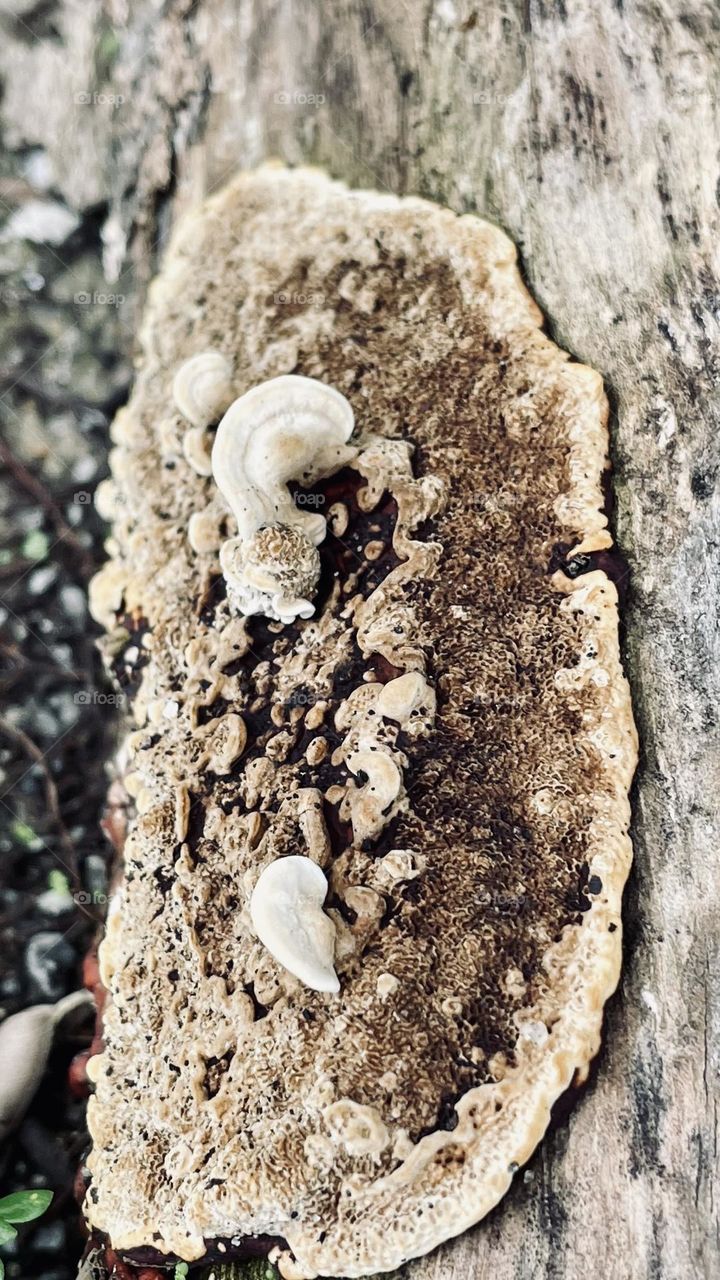 Fungus