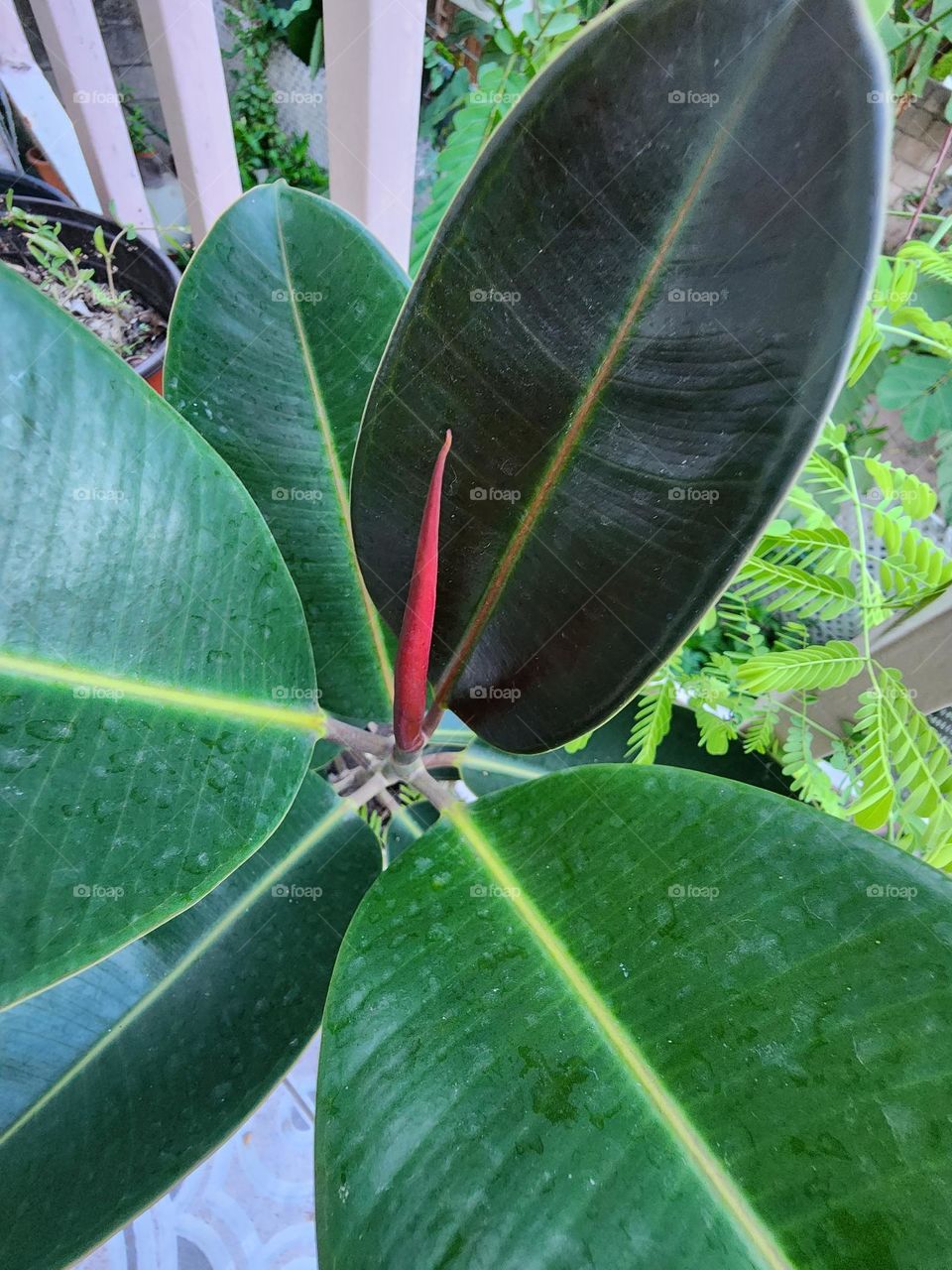 rubber plant