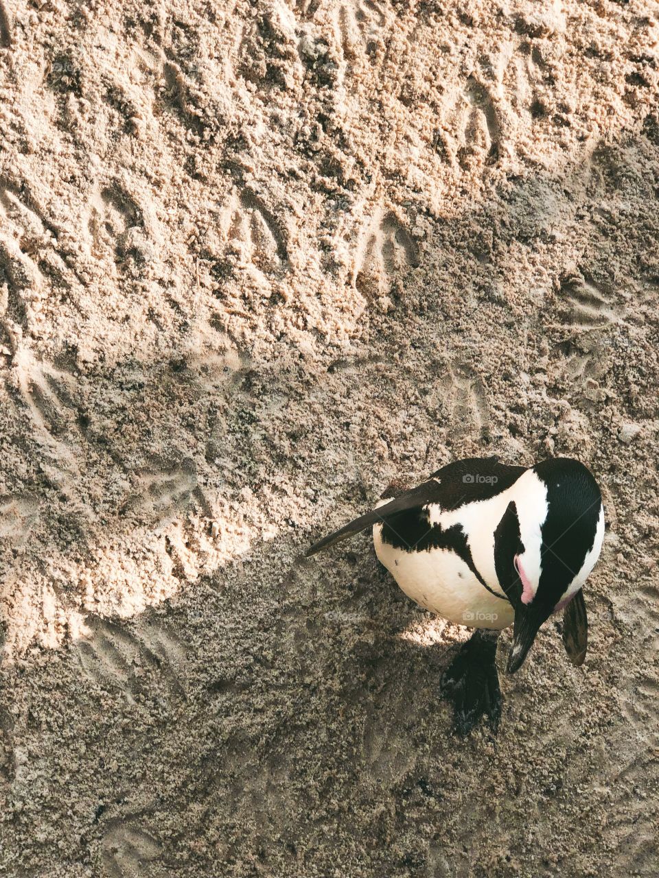 Penguin walking under me, cute, adventurous