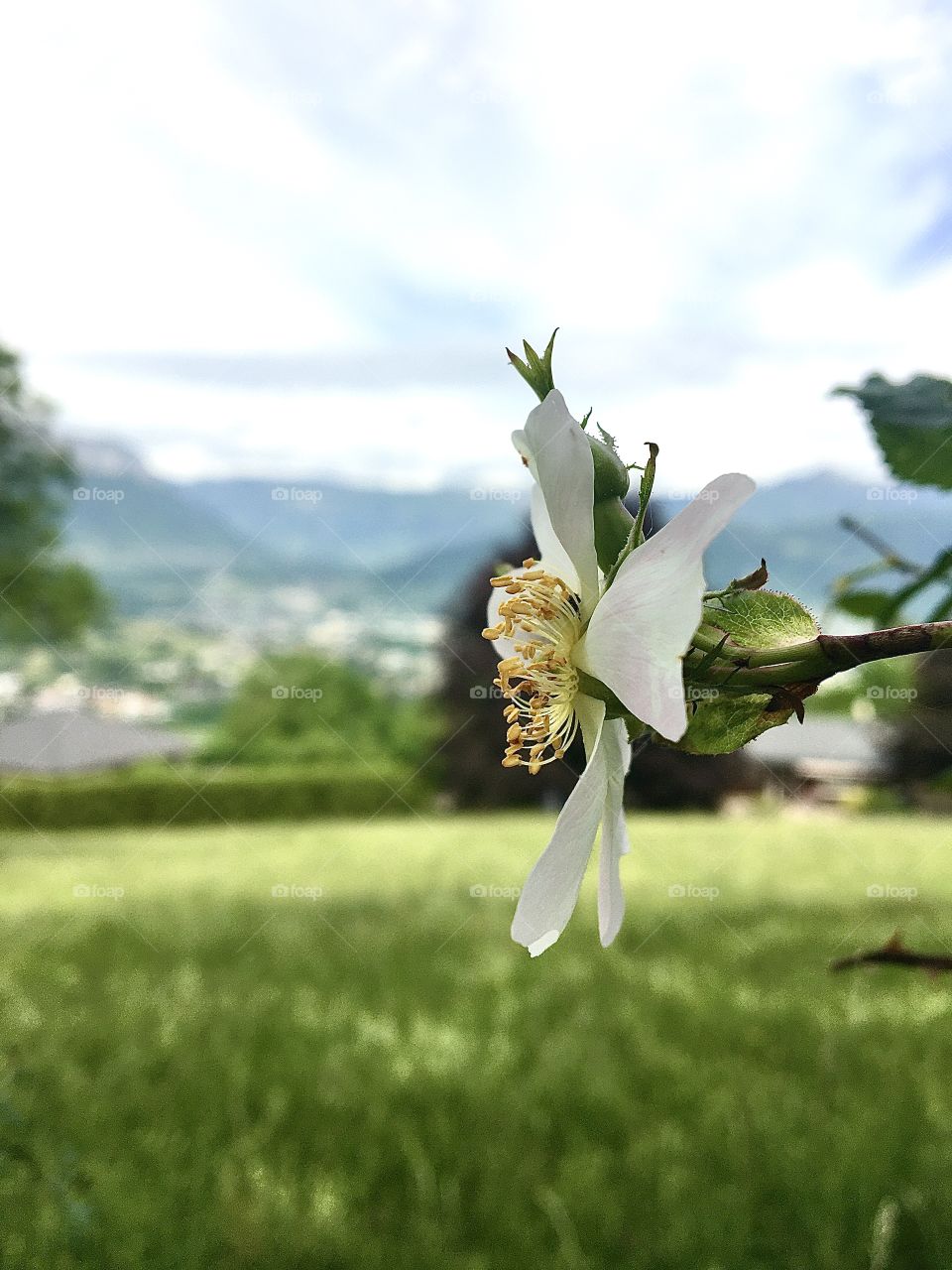 Profile of eglantine’s flower 