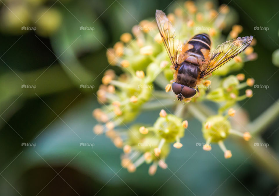 Bee on flower