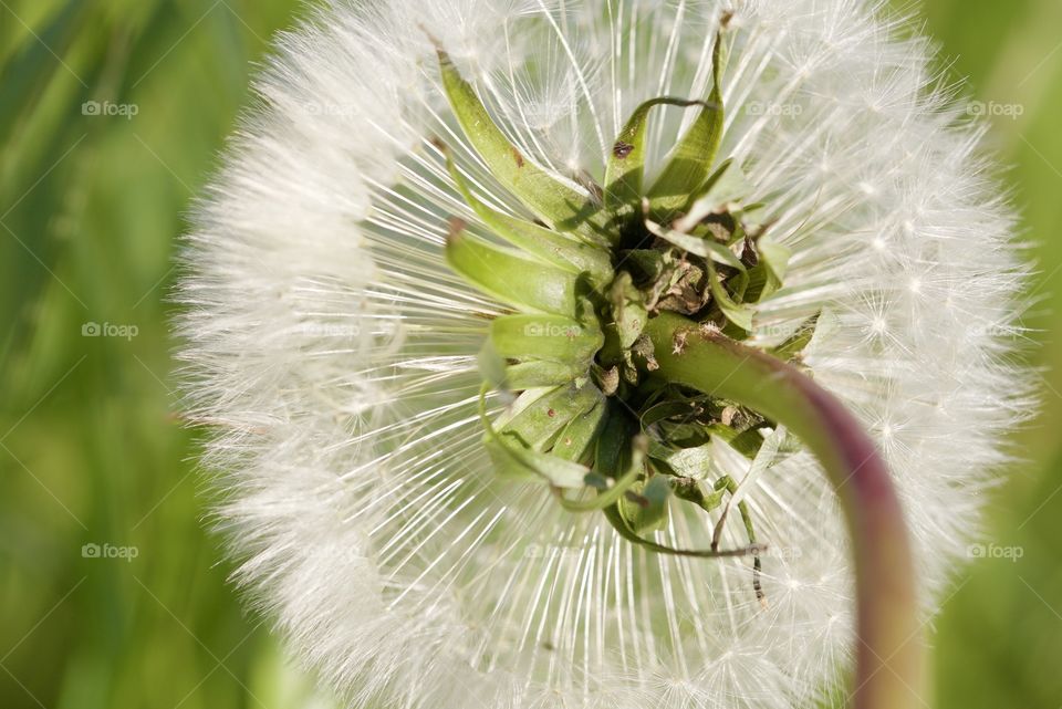 Dandelion
