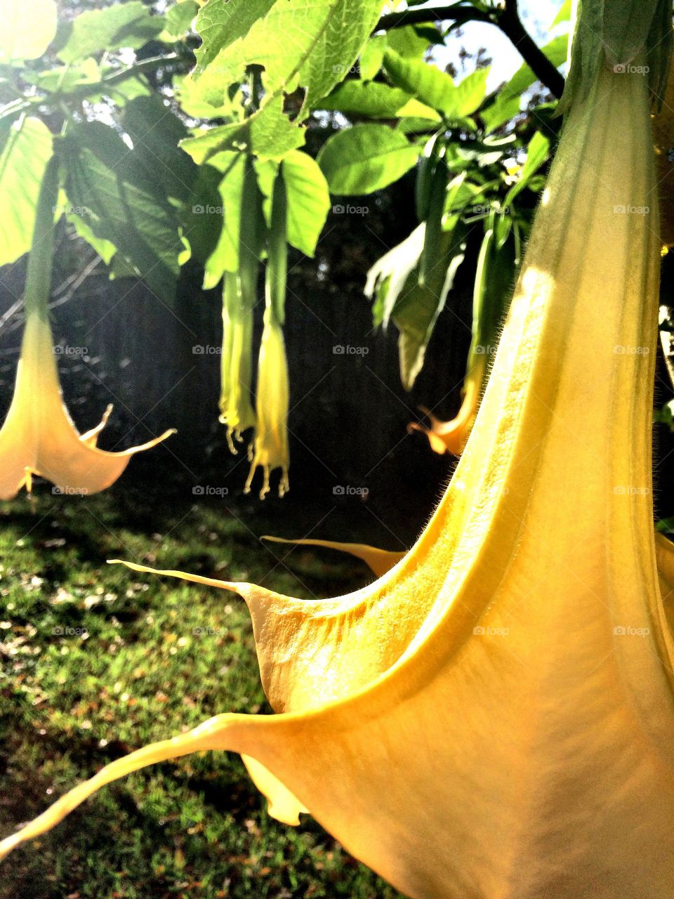 Angel Trumpet 