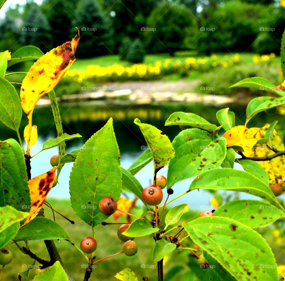 water plants leaves berries nature