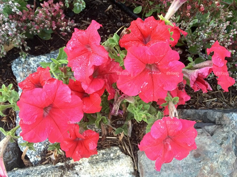 Red Petunia