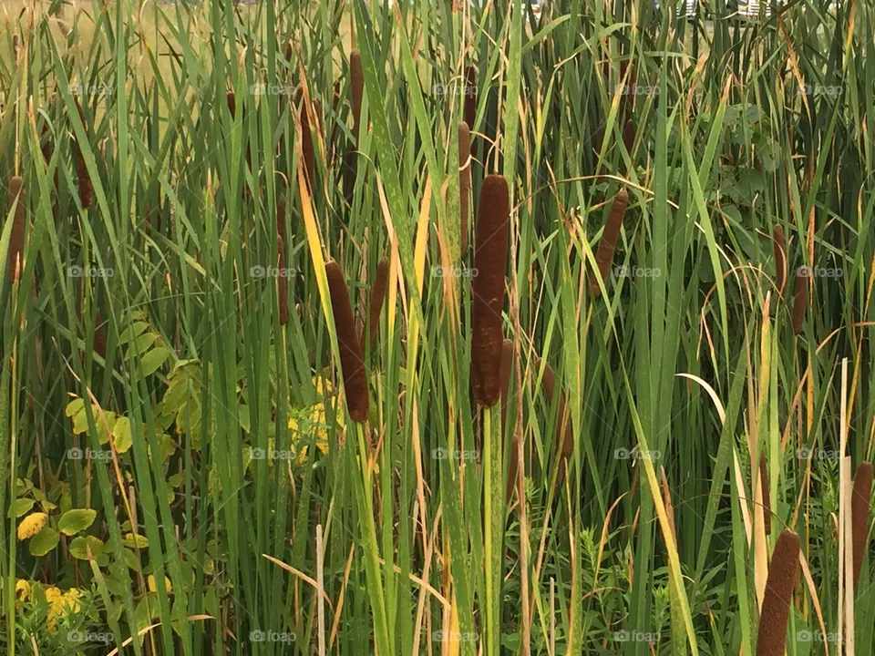 Cattails 