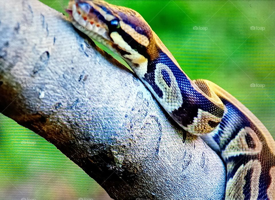 snake photography