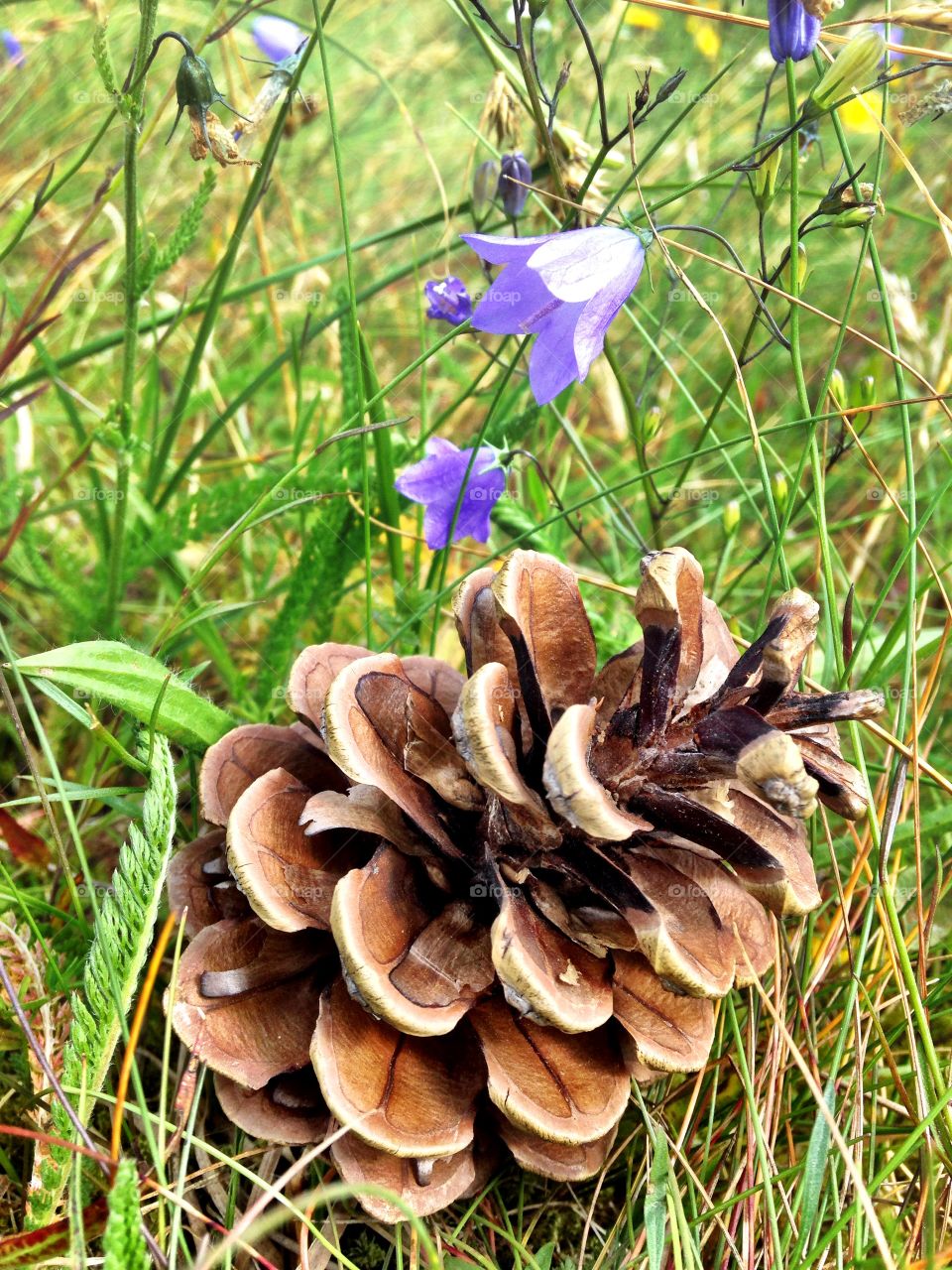 Pine cone with flowers in grass
