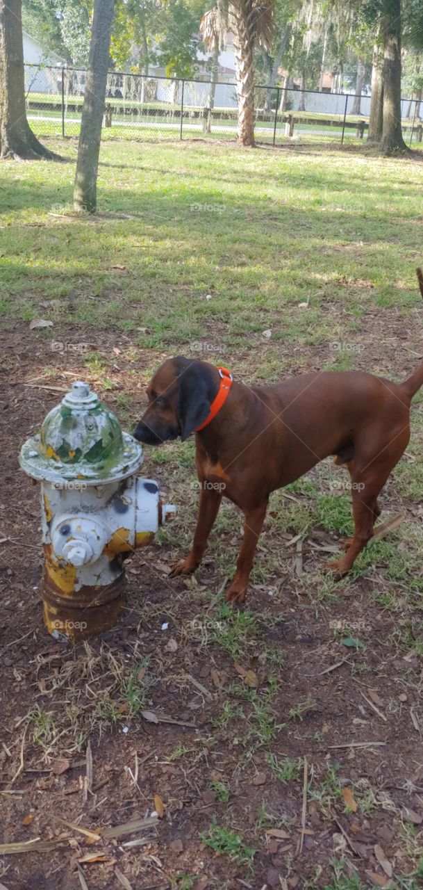 dog & fire hydrant