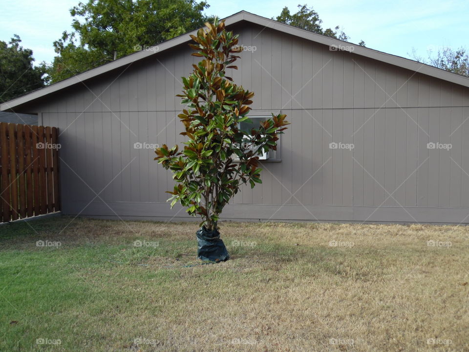 baby magnolia. This is a picture of a baby magnolia tree. 👣 🚶 🏃 🔥 💨