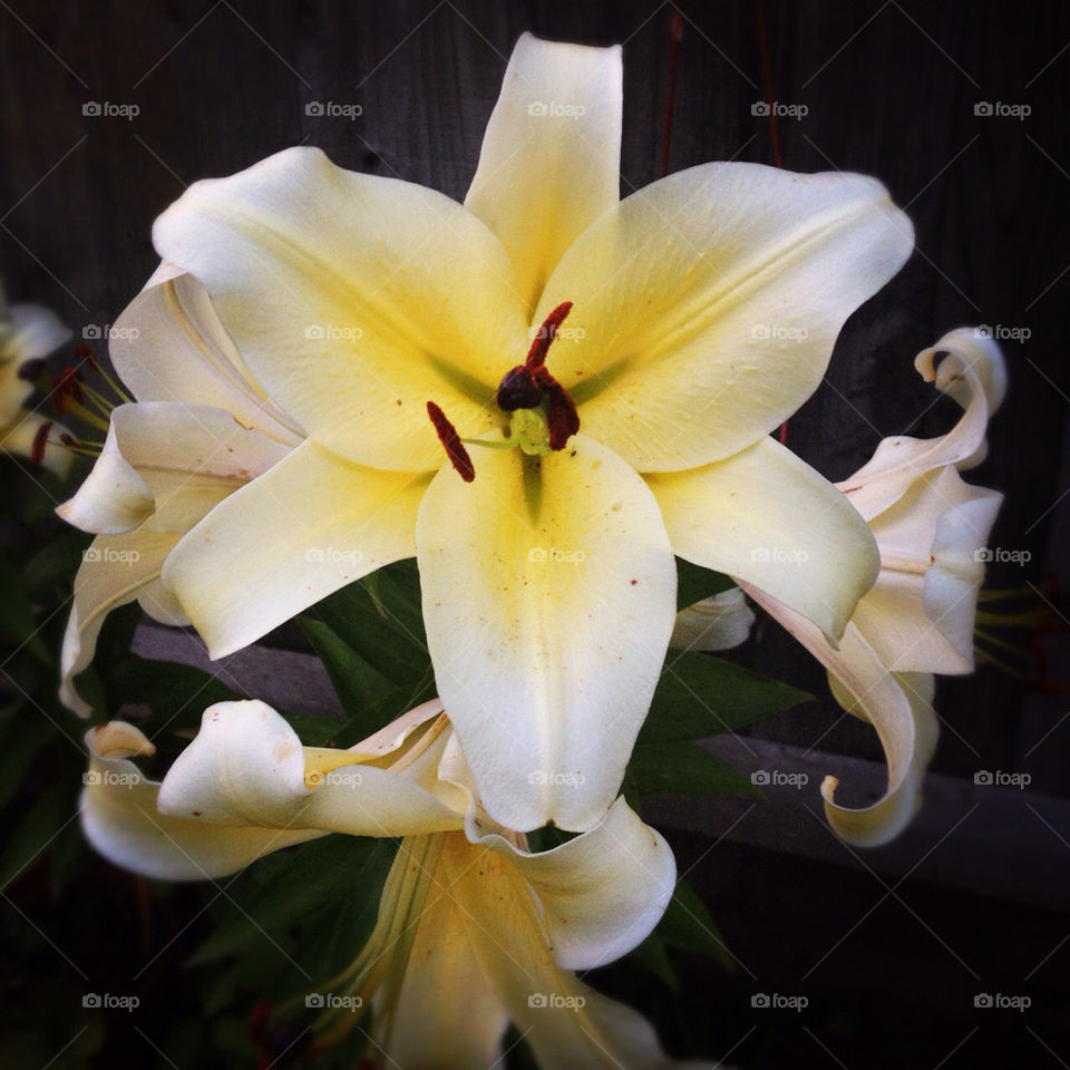 flower plant lillys leicestershire england by kris.folwell