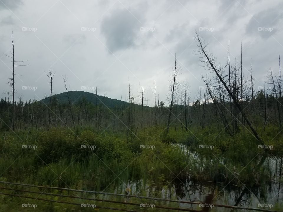 Landscape, Nature, Tree, Environment, Grass