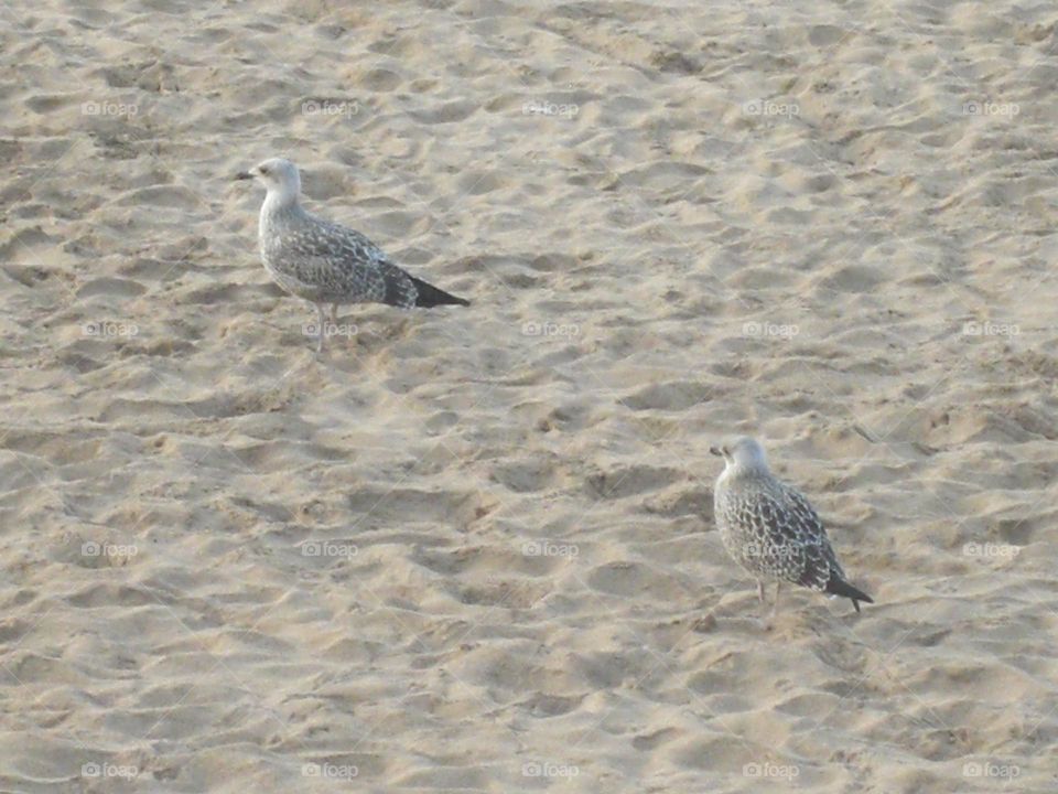 Aves en la playa