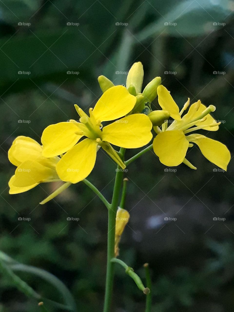 Beautiful mustard flower blooming, the bright color is the highlight, it feels so good to have a kitchen garden.