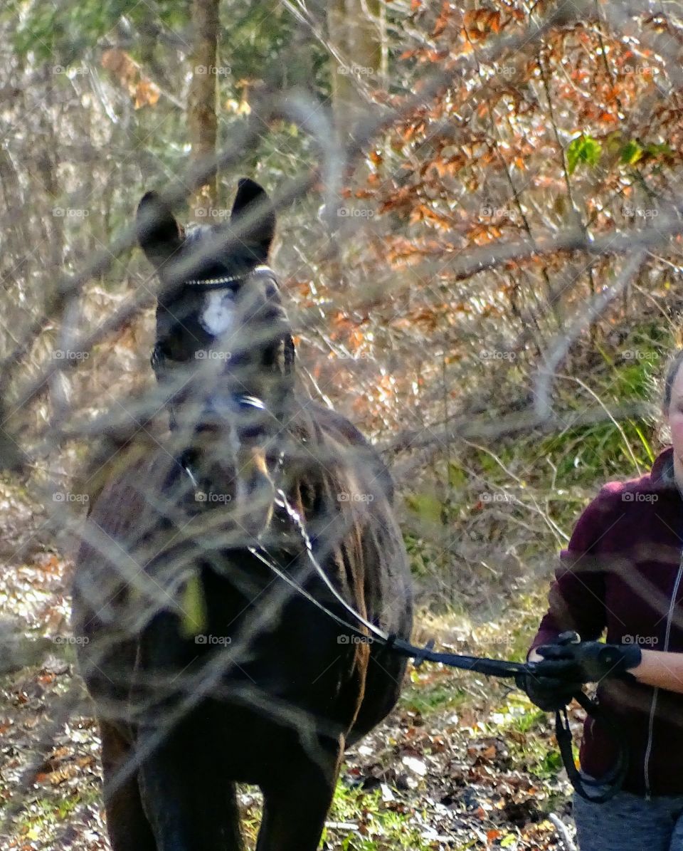 Kurpark in Bad Wildbad