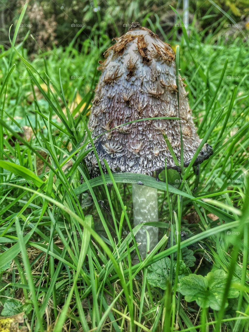 Cool looking mushroom . Day at the farm trying to find the perfect pumpkin