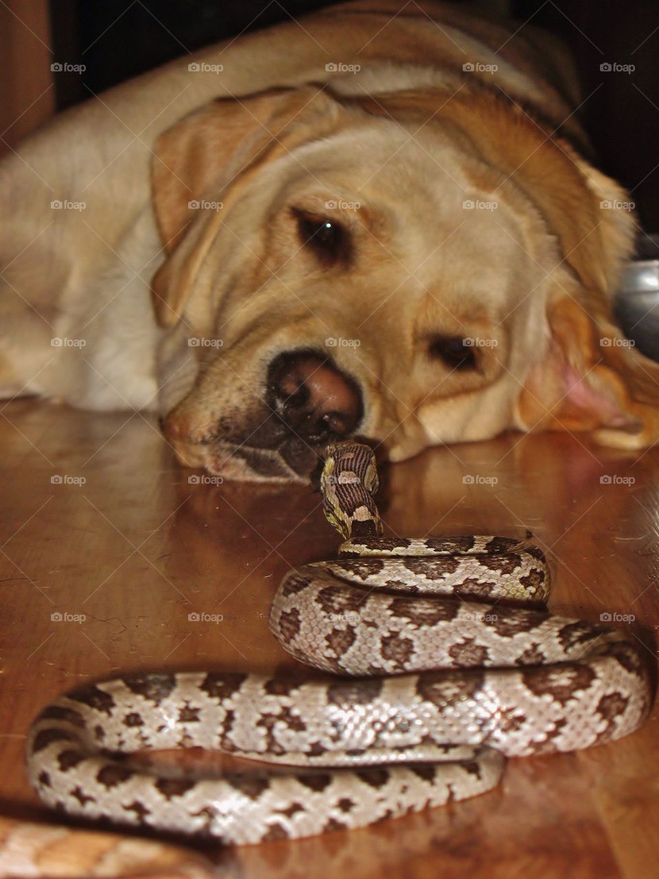 Dog and snake