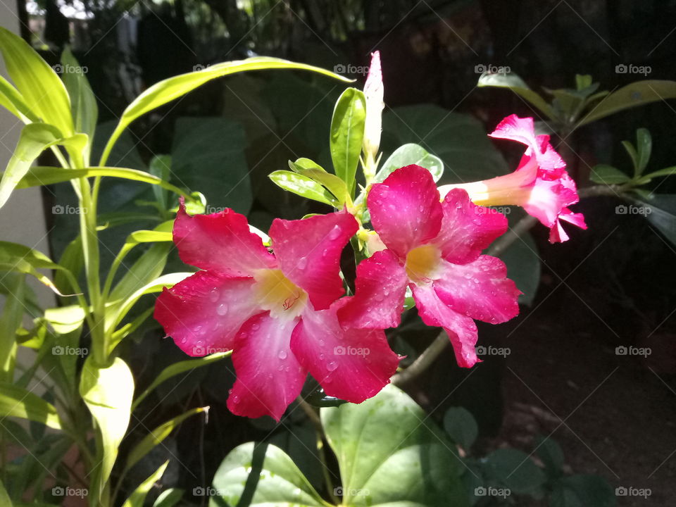 colourfull with flowers