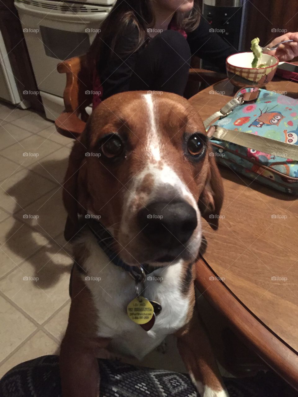 Close-up shot of Cash, the beagle