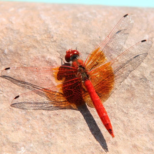 Insekt / Insect