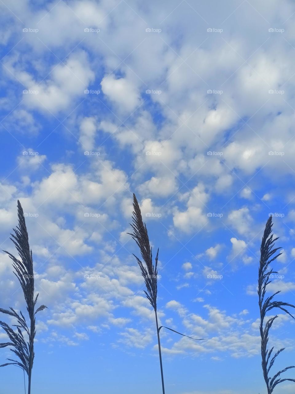 Upload the photo of the month December