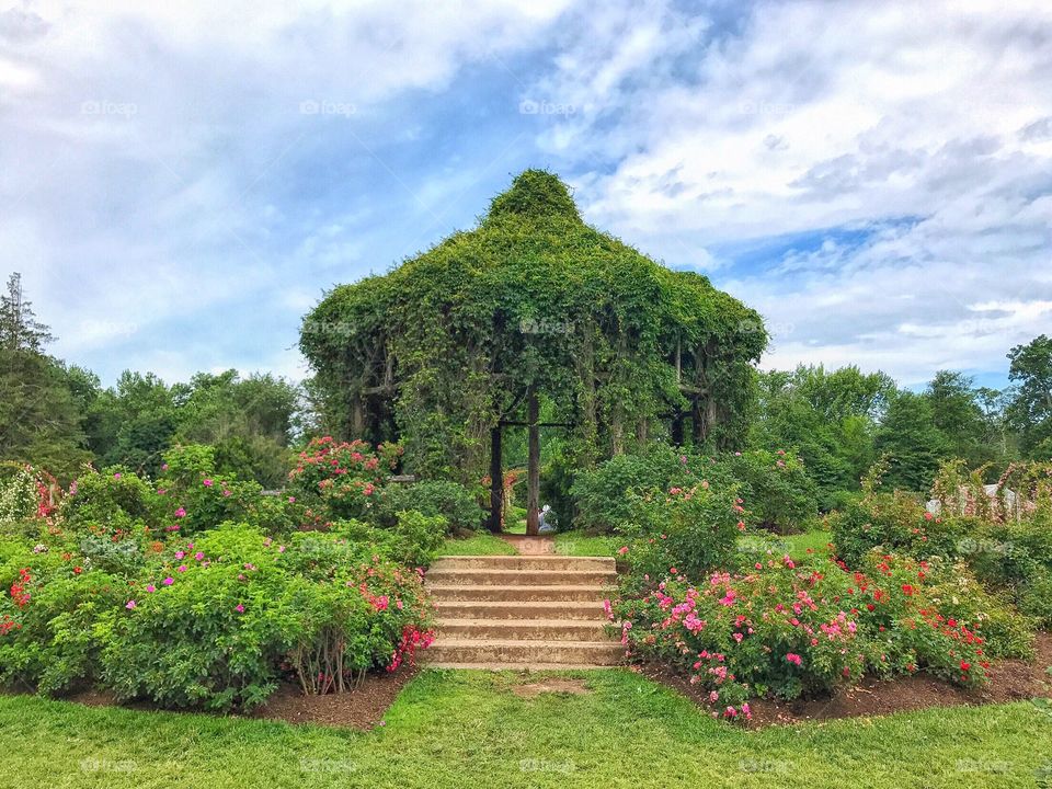 Rose Conservancy 