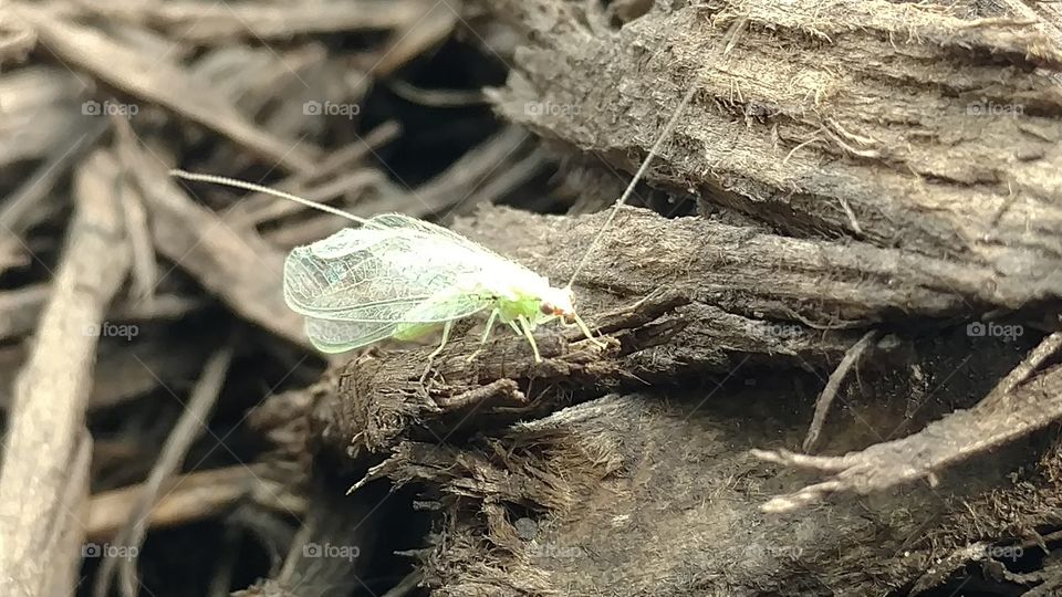 Nature, Wood, Closeup, Desktop, Flora