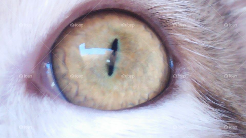 macro  yellow eye of my cat.