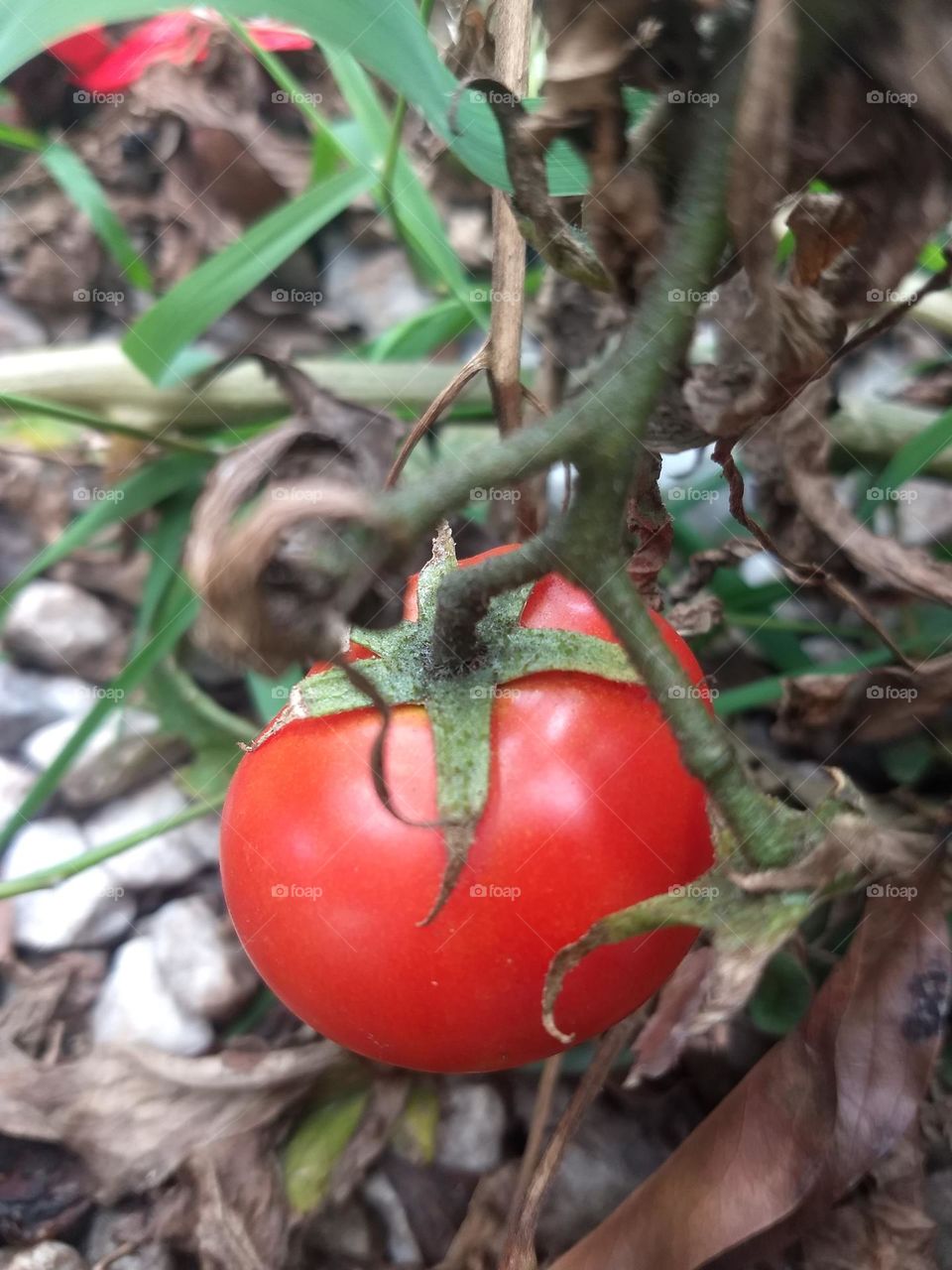 tomato